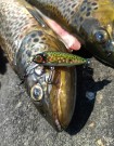 Spro kid 4,8 cm - 6gram thumbnail