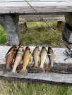 Jenzi Trout spin UL med Jenzi Miyako DXC 1000 thumbnail