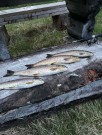 Jenzi Trout spin UL med Jenzi Miyako DXC 1000 thumbnail